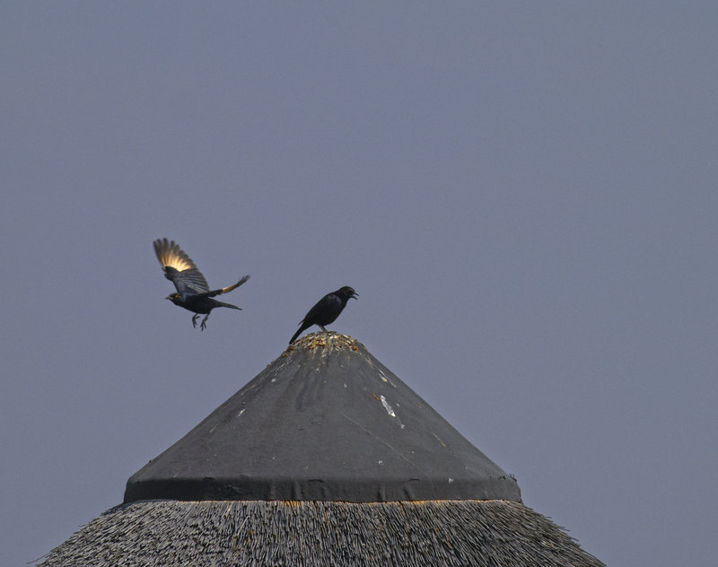 Pale winged starling, Grootberg